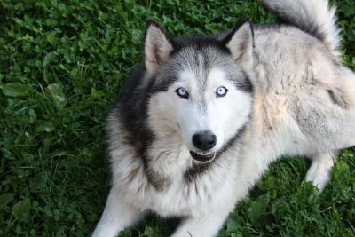 husky looking at camera