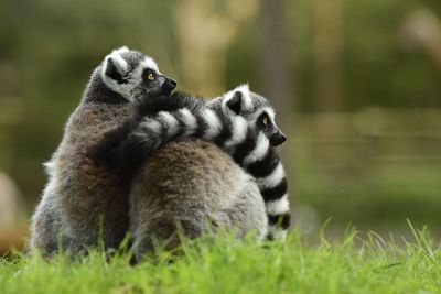 lemur staring in the distance