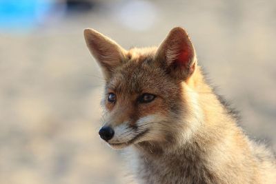 fox portrait