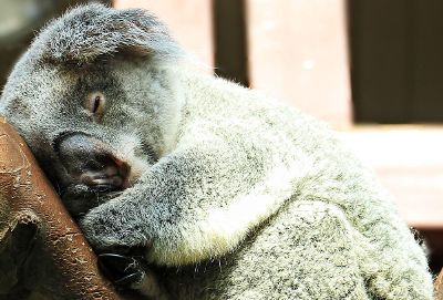 sleepy koala