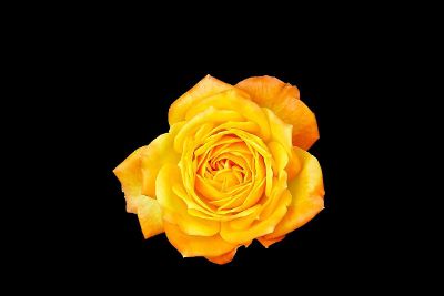 yellow rose