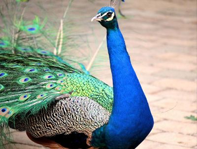 peacock portrait
