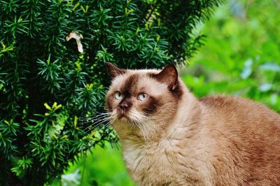 brown cat outside