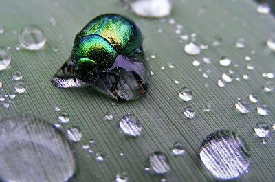 fly trapped in water droplet