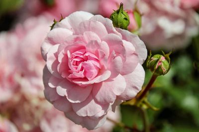 pink rosebush
