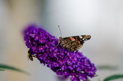 moth on purple flower