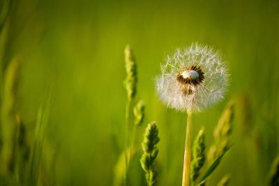 dandelion in wind