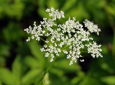 small white flowers close up