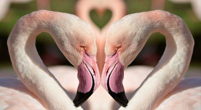 2 flamingos make a heart