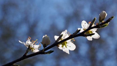 white cherry blossoms