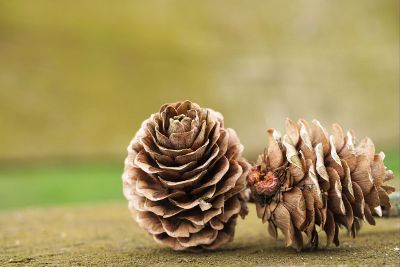 two pinecones on the ground