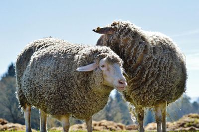 two fluffy sheep