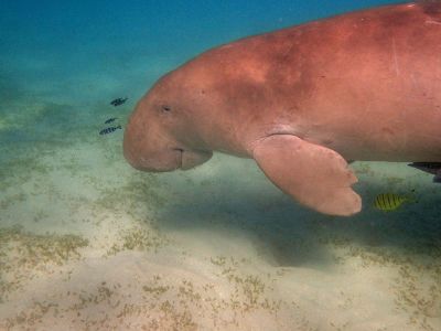 manatee swimming in the sea