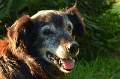 brown dog panting