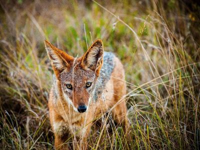 fox in the grass