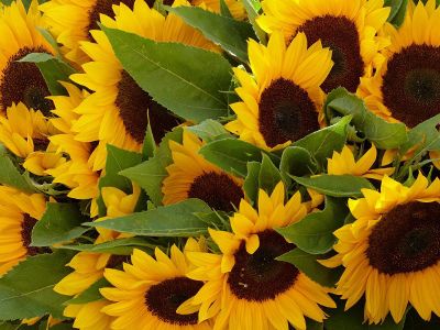 sunflowers in the field