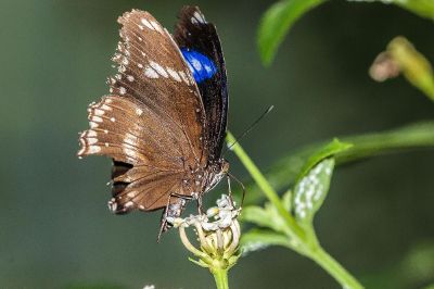 butterfly in flower