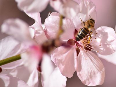 bee on flower