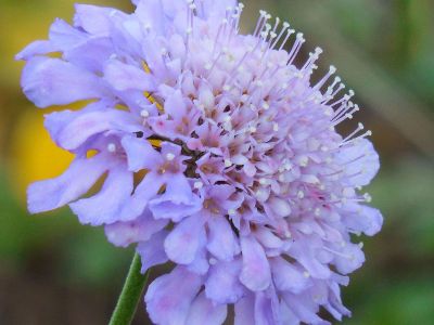 close up of purple flower