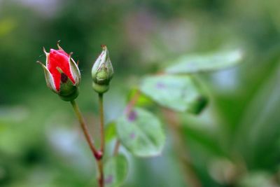 budding rose plant