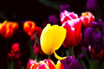 multicoloured flowers