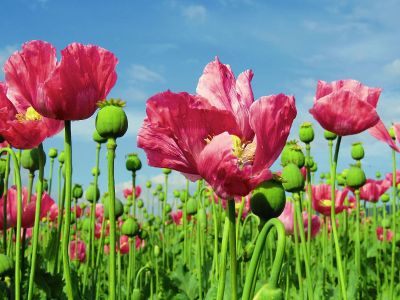 pink flowers outside