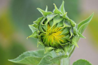 closed sunflower