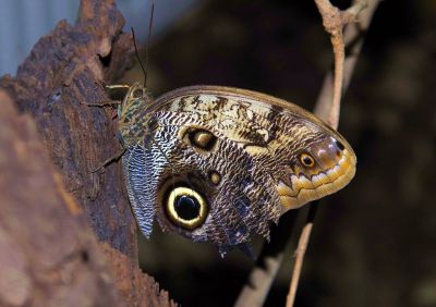 moth on tree