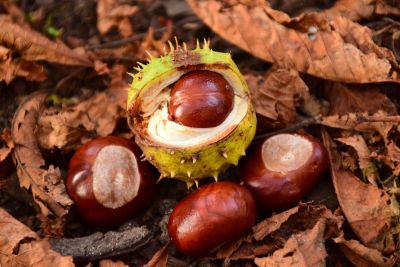 chestnuts on fallen dried leaves