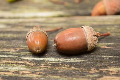 acorns on wood