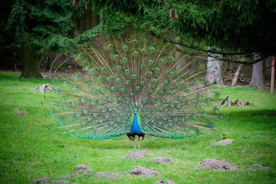 colourful peafowl