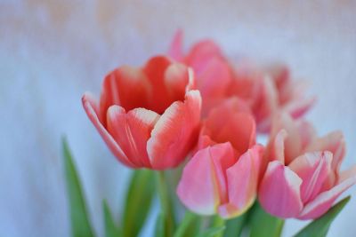 salmon colored tulips