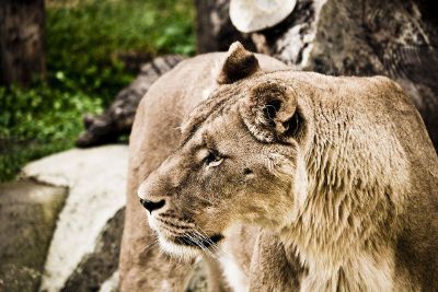 close up of a female lion