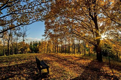 autumn in the woods