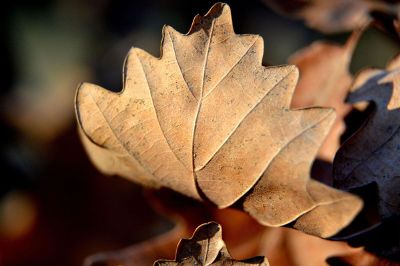 curled up leaf