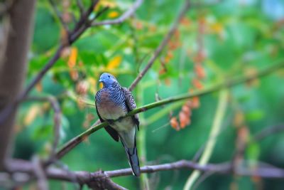 bird on a branch