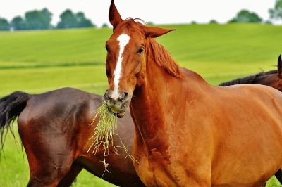 horses in pasture