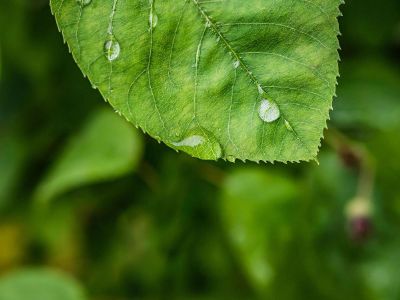 dew covered leaf