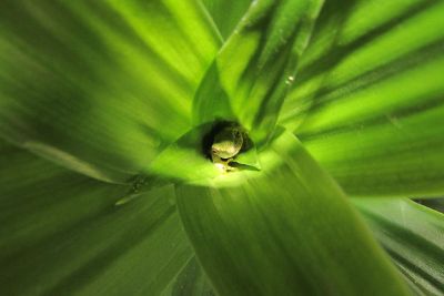 frog in leafs