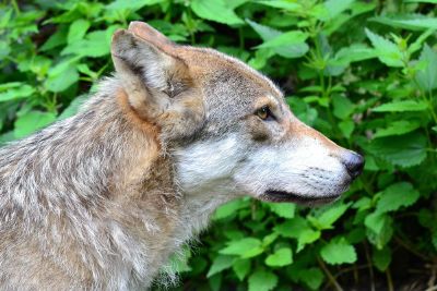 wolf in front of leaves