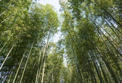 forest upwards view