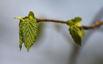 coarse leaves