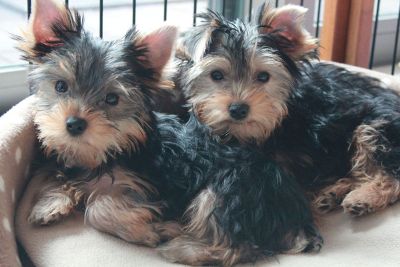 two yorkshire puppies