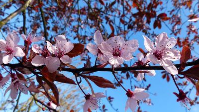 cherry blossom flowers