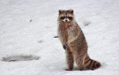 raccoon in the desert