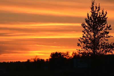 tree silhouette on sunset