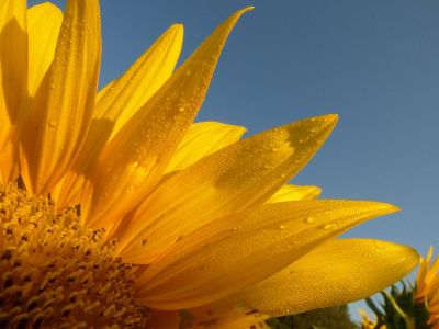 closeup of a sunflower