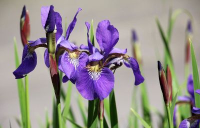 blooming purple iris