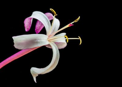 exotic pink flower