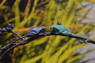 couple of frogs on branch